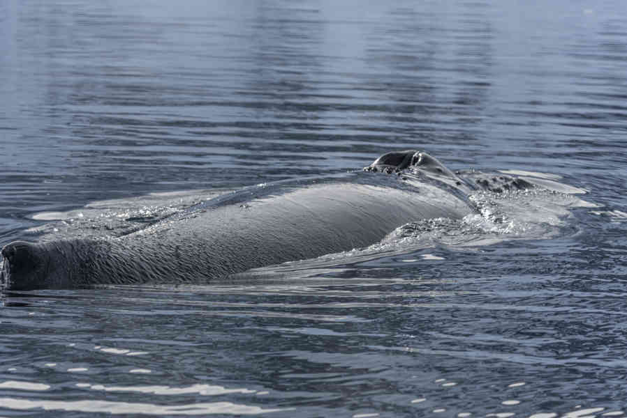 Ballena Minke - Antártida 13.jpg